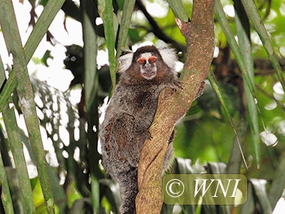 Common Marmoset (Callithrix jacchus)